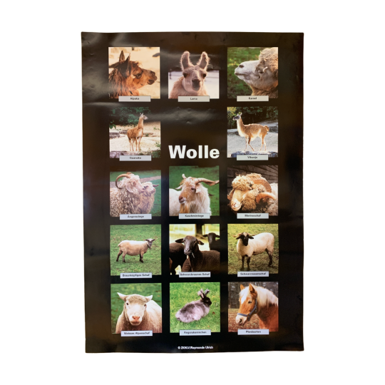 Poster Wollproduzenten
