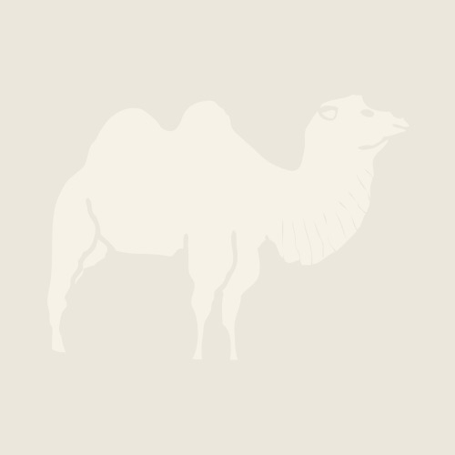 Alpaca 403 gris foncé en ruban peigné